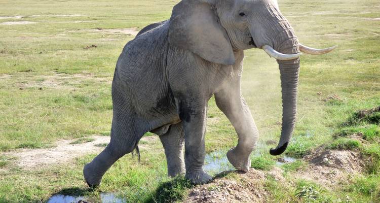 Elephant crossing a shallow stream with muddy surroundings.