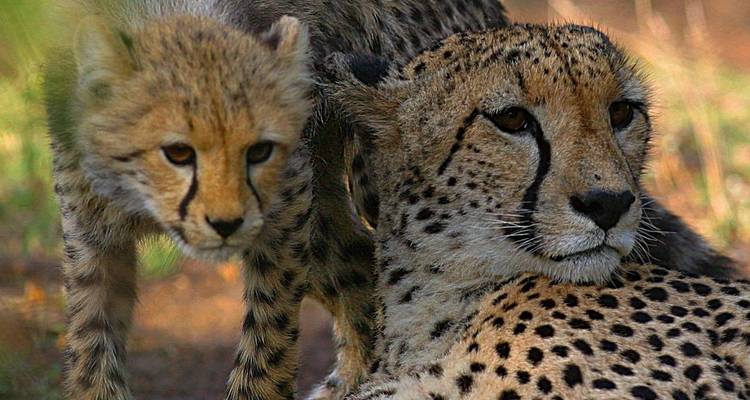 Cheetah mother and cub resting amidst savannah foliage.