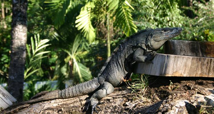 Een grote leguaan die zich koestert in de zon op een boomstam.