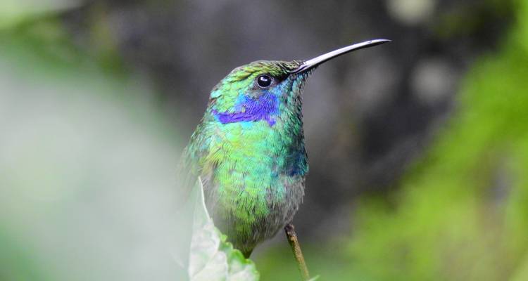 Close-up van een kleurrijke kolibrie in een weelderige omgeving.
