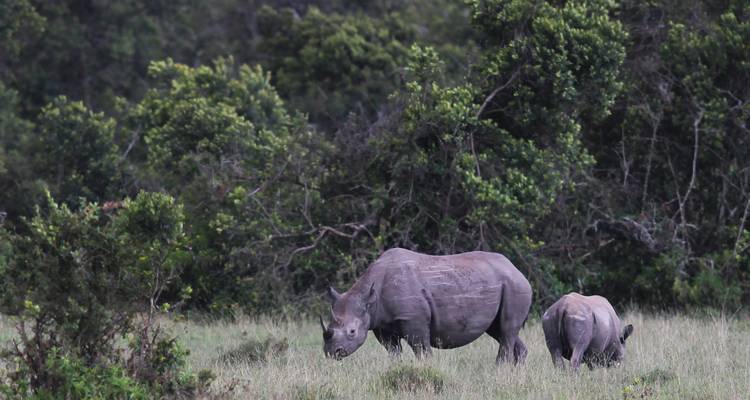 Moeder en kalf neushoorn grazend in een grasrijk gebied met bomen.