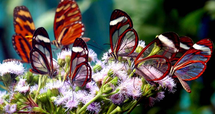 Circuit Costa Rica et baignade Mariposa - Accept Reisen 7