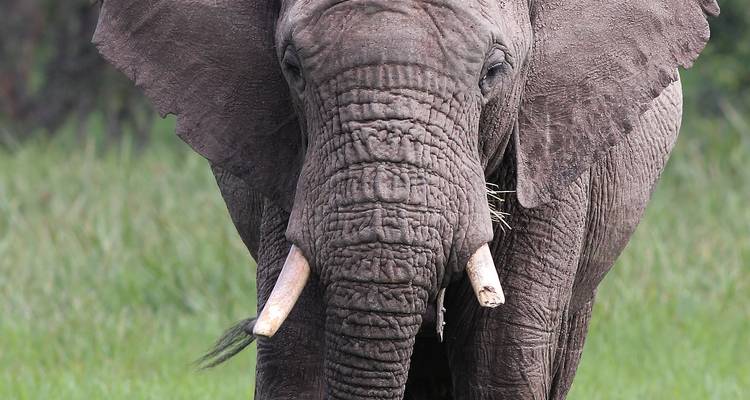 Close-up van een olifant met slagtanden in een grazig veld