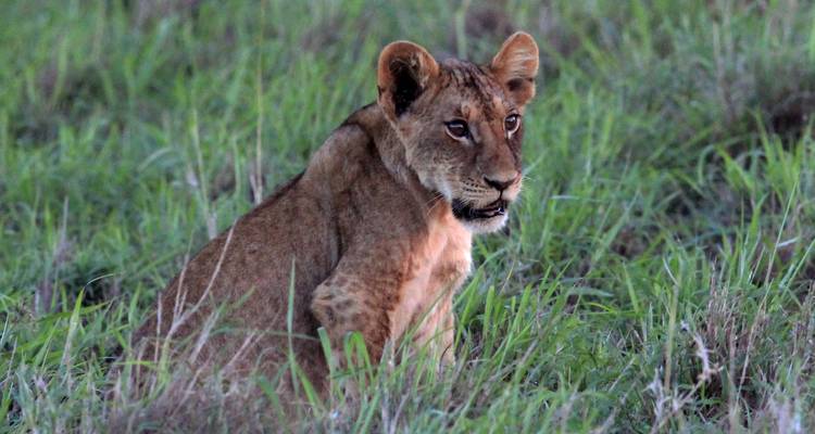 Jonge leeuw zittend in hoog gras in een savanne