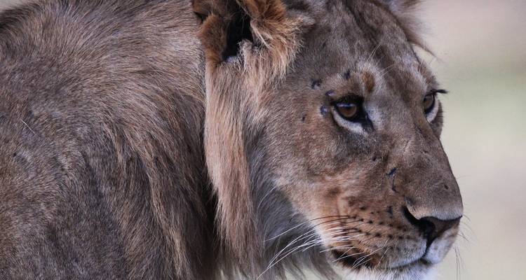 Close-up van een leeuw die opzij kijkt met een grasachtige achtergrond