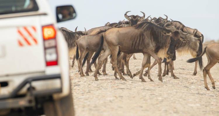 Een kudde gnoes die een weg oversteekt met een safariauto die kijkt.