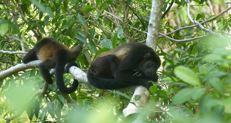 Costa Rica round Tour El Mono - Accept Reisen 10