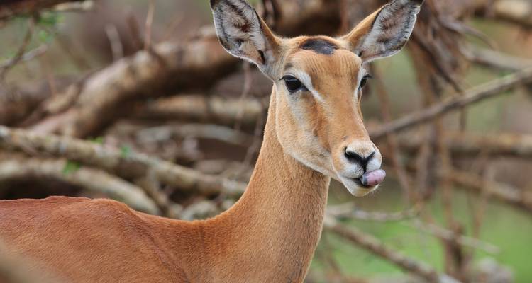 Nahaufnahme einer Gazelle.