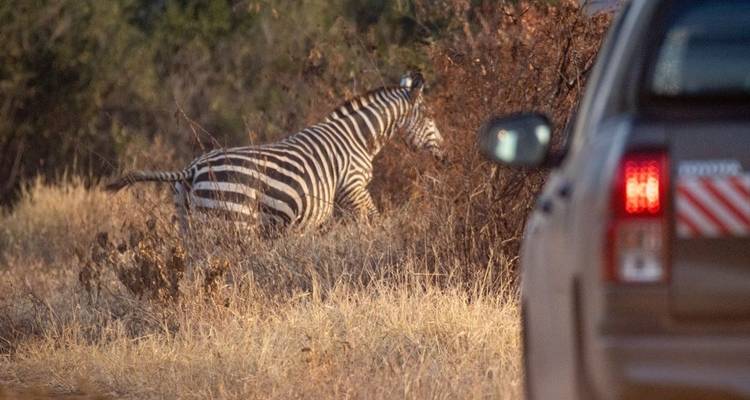 Zebra in der Savanne mit einem Fahrzeug in der Nähe.