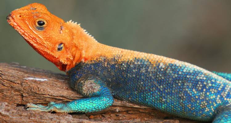 A colorful lizard perched on a tree branch.