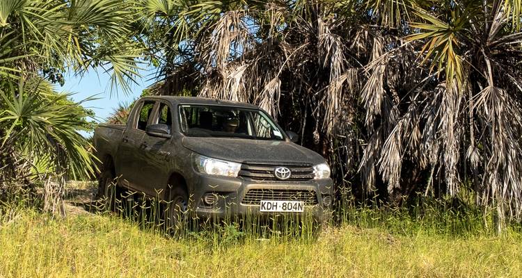 A Toyota truck parked among palm trees.