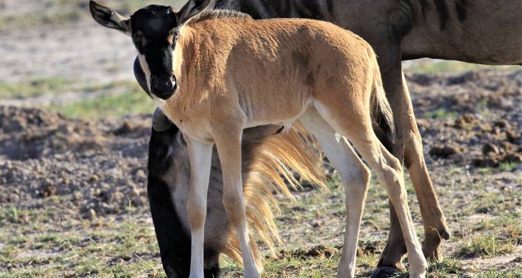 Two antelopes standing together.