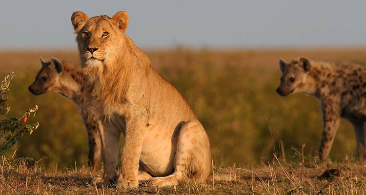 A lion and hyenas in the savannah.