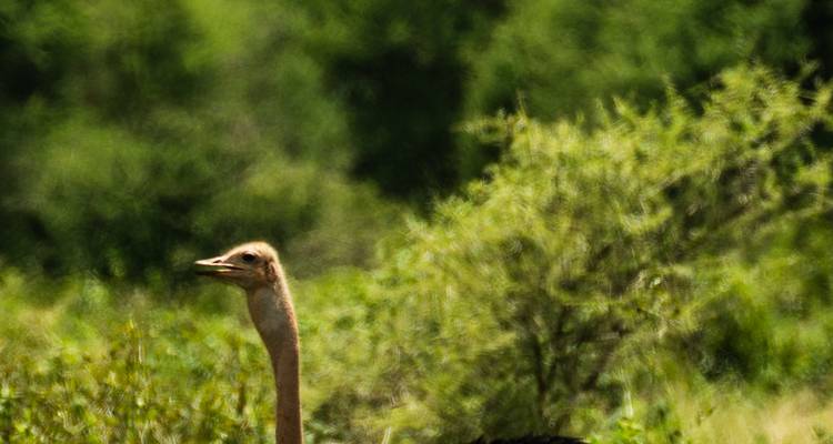 Desde Arusha Safari de 3 días por los tesoros de Tanzania, Tarangire y Ngorongoro - Beach and Safari Holidays 10