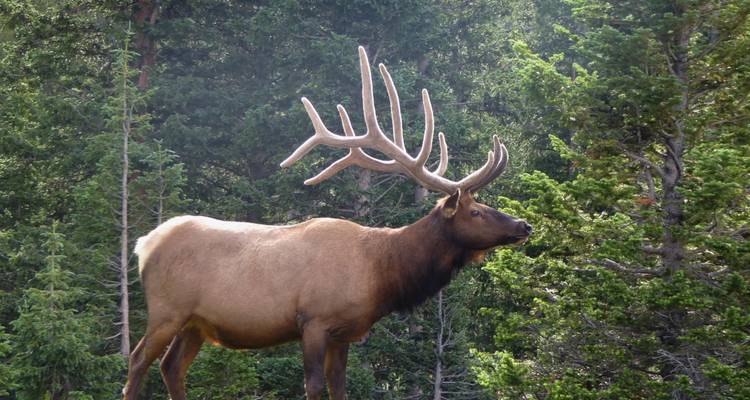 Immersion dans les Rocheuses : Explorez les parcs nationaux de Yellowstone, Grand Teton et des montagnes Rocheuses. - WeVenture 3