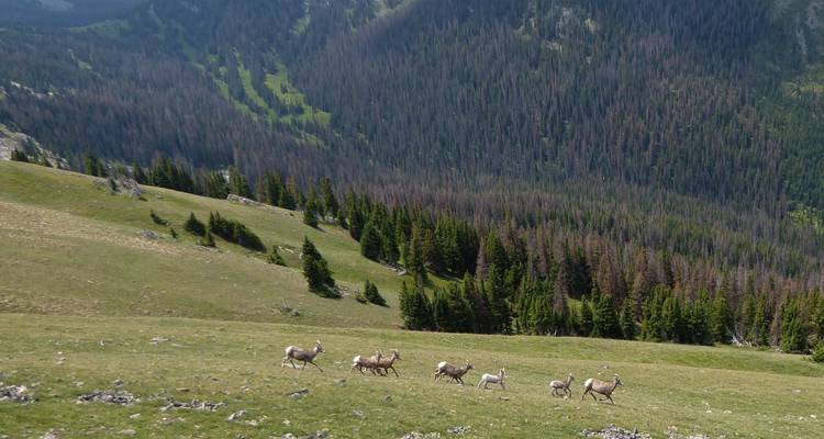 Immersion dans les Rocheuses : Explorez les parcs nationaux de Yellowstone, Grand Teton et des montagnes Rocheuses. - WeVenture 8