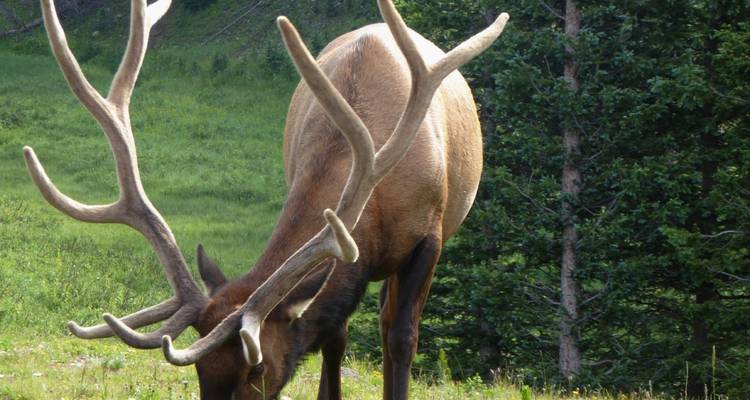 Immersion dans les Rocheuses : Explorez les parcs nationaux de Yellowstone, Grand Teton et des montagnes Rocheuses. - WeVenture 10