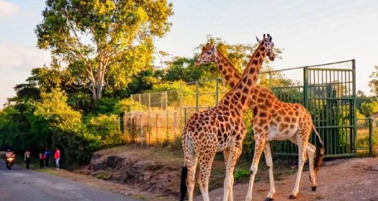 【Kenya】11 Days 10 Nights Luxury Tour Package - Delightful Travel 2