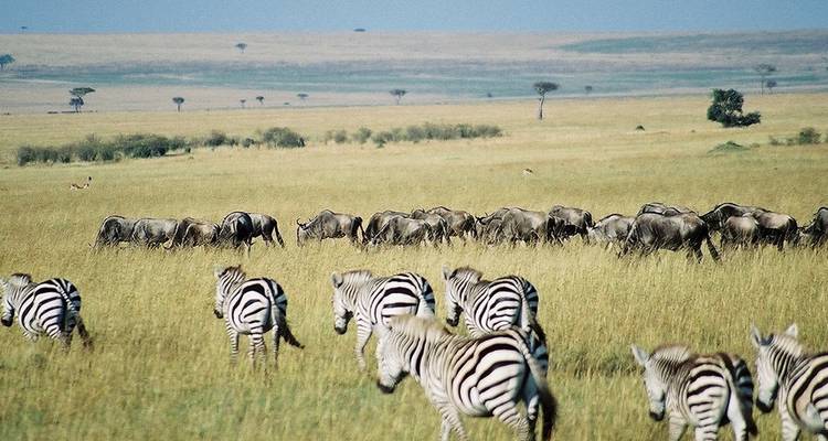 【Kenya】11 Days 10 Nights Luxury Tour Package - Delightful Travel 7