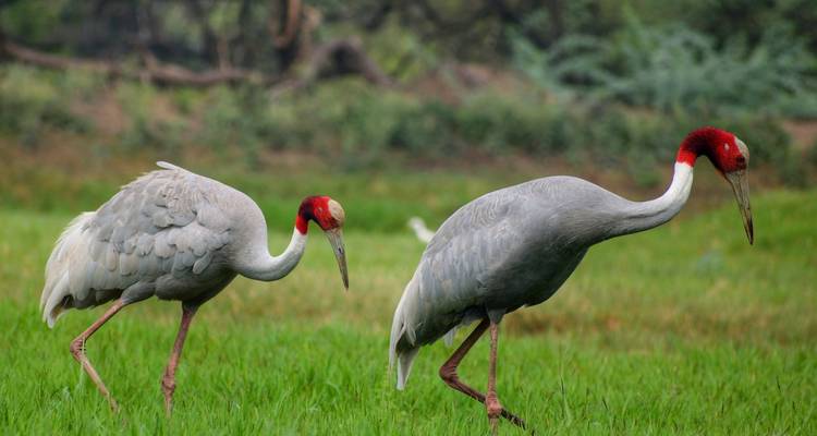 Deux grues marchant dans un environnement verdoyant et luxuriant.