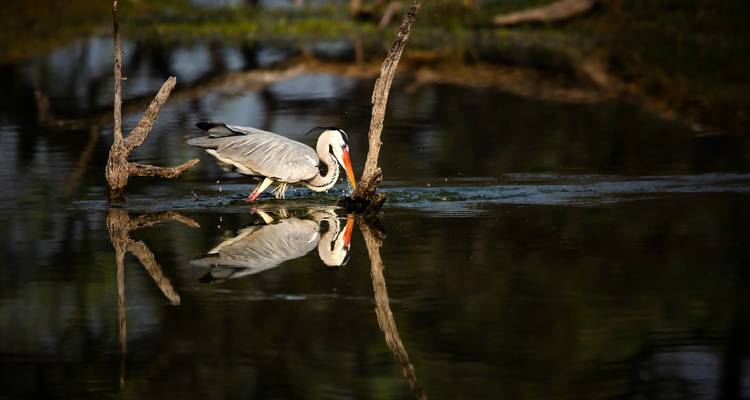 Un oiseau dans l'eau avec un reflet et des branches mortes.