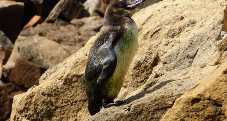 From Snow-capped Peaks to Pristine Islands: A journey across the Andes, Cloudforest and Galapagos - Authentic Ecuador 4