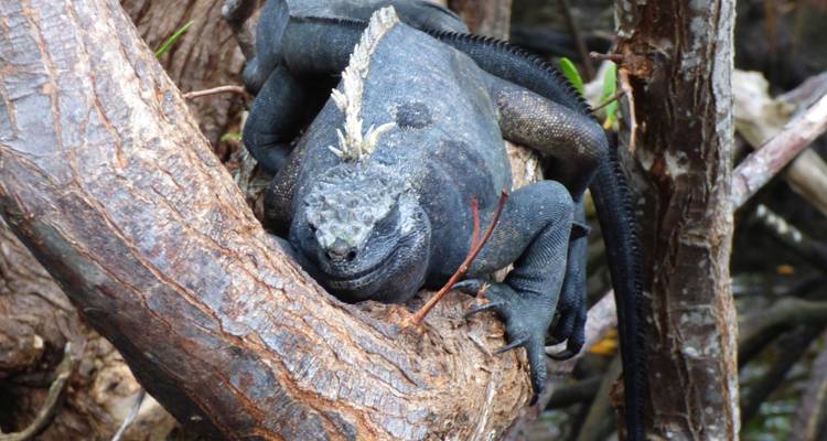 From Snow-capped Peaks to Pristine Islands: A journey across the Andes, Cloudforest and Galapagos - Authentic Ecuador 6