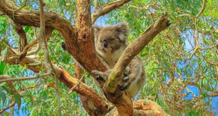 Lo mejor de Melbourne con Great Ocean Road y Phillip Island - Australia and New Zealand Travel Company 4