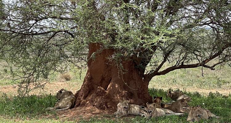 Safari à dos d'éléphant avec activités culturelles - Authentic Africa 6