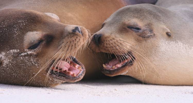 Ecuador Andino E Isla Galápagos - EUROLATINO Tour Operators 2