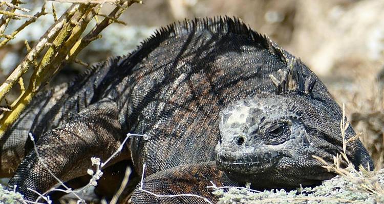 5-Day Galapagos Wildlife Expedition (Private Tour) - Cami Adventures 4