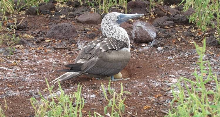 Ein Blaufußtölpel auf einem Nest in einem steinigen Feld.