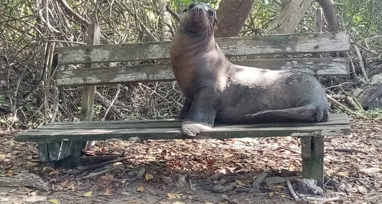 Ein Seelöwe, der auf einer verwitterten Bank in einem bewaldeten Gebiet ruht.