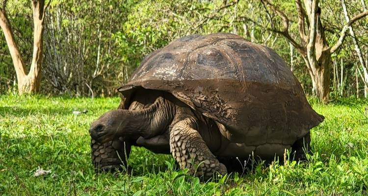 Eine Riesenschildkröte, die auf einer grünen Weide zwischen Bäumen grast.
