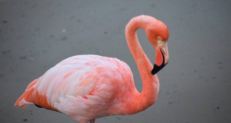 Retrato de cerca de un flamenco rosa vibrante contra un fondo de agua apagada