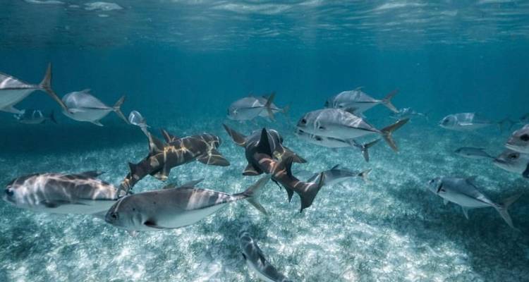 Demi-journée de plongée en apnée sur la Barrière de Corail au Belize : Réserve marine de Hol Chan et Shark Ray Alley - ROEming Belize 1