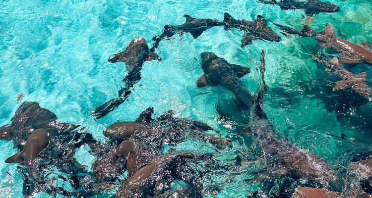 Demi-journée de plongée en apnée sur la Barrière de Corail au Belize : Réserve marine de Hol Chan et Shark Ray Alley - ROEming Belize 3