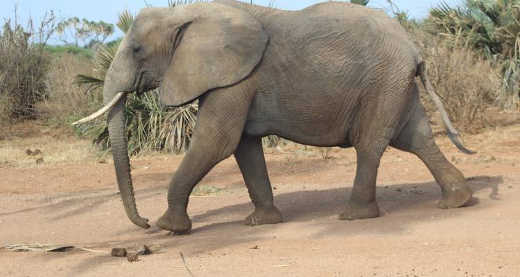 Olifant die loopt op een onverharde pad met vegetatie op de achtergrond, waarschijnlijk in Tsavo East National Park.