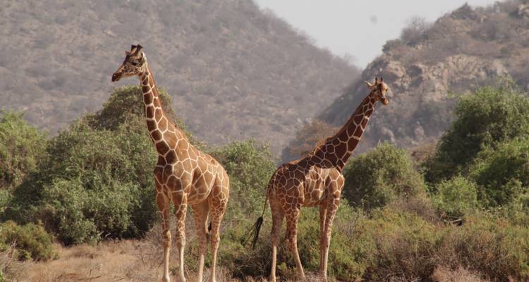 Twee giraffen die staan in een droog, bosachtig landschap, waarschijnlijk in Amboseli National Park.