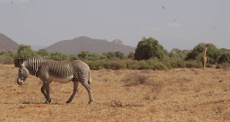 Zebra lopend in een droog landschap met een berg op de achtergrond.