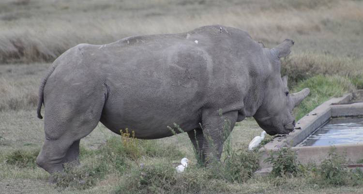 4 days Masai Mara Safari Express - Primate World Safaris (U) Ltd 2