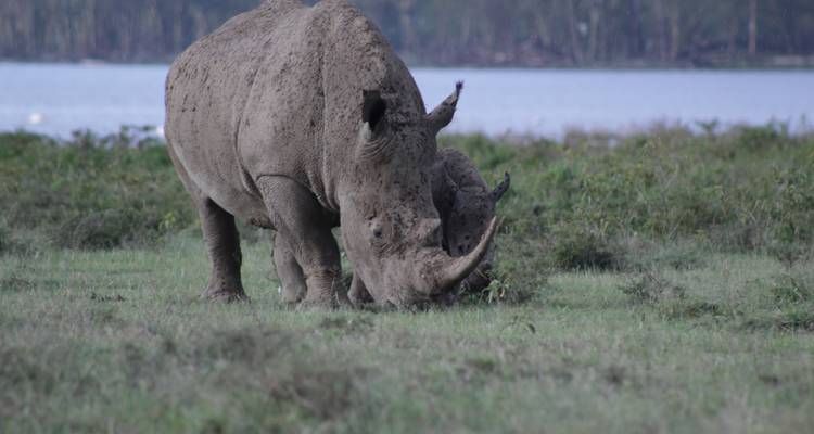 4 days Masai Mara Safari Express - Primate World Safaris (U) Ltd 3