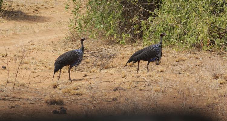4 days Masai Mara Safari Express - Primate World Safaris (U) Ltd 4