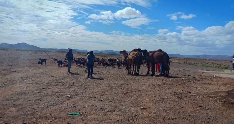 Eine Gruppe von Kamelen und Menschen in einer Wüstenlandschaft in Marokko.