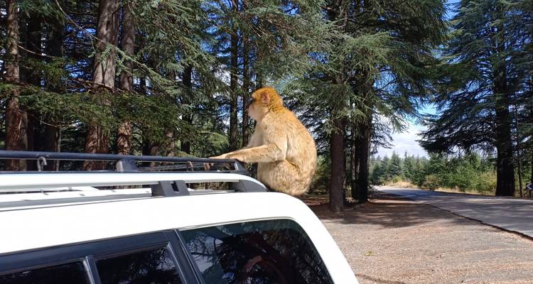 Ein Affe, der auf einem Fahrzeug in einem bewaldeten Gebiet sitzt.