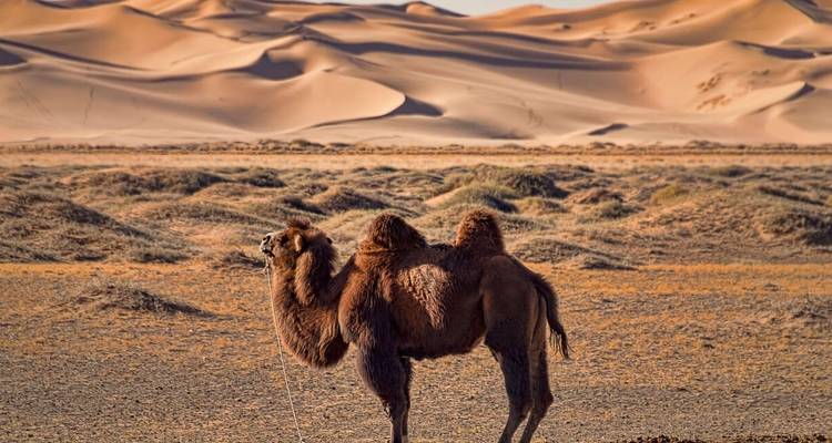 Exploration de la Mongolie (Nadaam) - Explore! 10