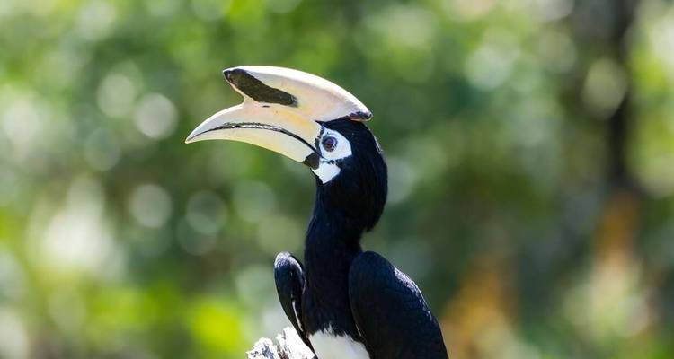 Borneo Wildlife Highlights (Sabah) - Explore! 5