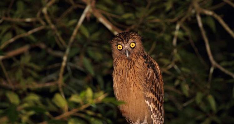 Borneo Wildlife Highlights (Sabah) - Explore! 1