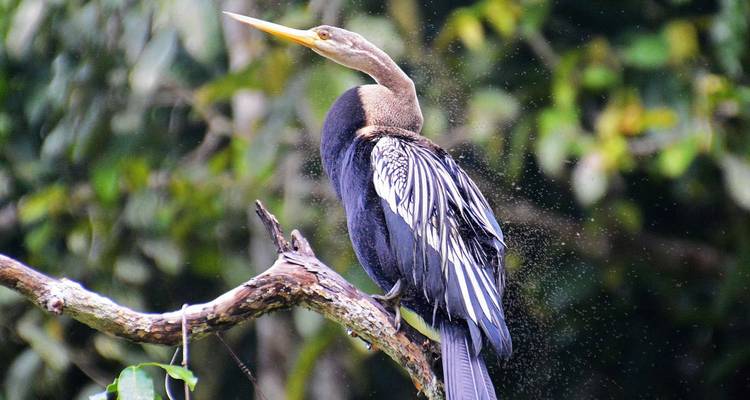 Borneo Wildlife Highlights (Sabah) - Explore! 6