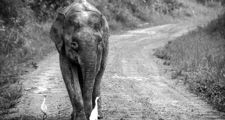 Borneo Wildlife Highlights (Sabah) - Explore! 7